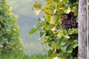 We Włoszech rozpoczęło się tegoroczne winobranie