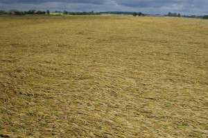 IUNG: Wysokie opady i duża wilgotność ziarna opóźniają zbiory zbóż