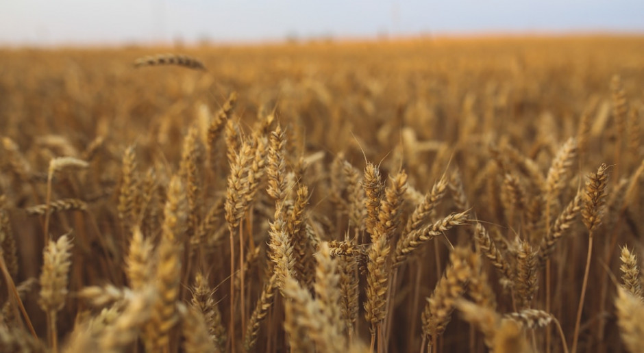 USDA podwyższył prognozę światowej produkcji pszenicy w sezonie 2016/2017 do 743,44 mln ton; Fot. pixabay.com USDA: Sierpniowa prognoza dla rynku pszenicy
