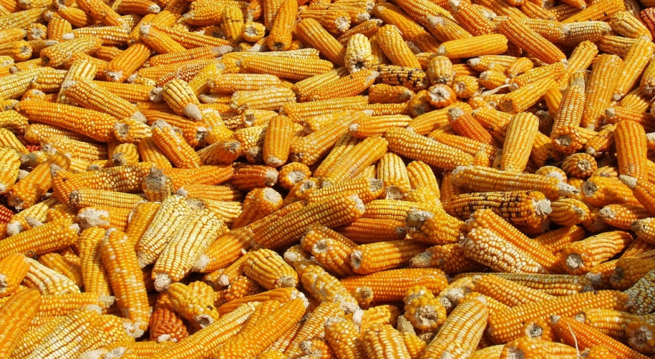 USDA: Prognoza światowej produkcji kukurydzy na ziarno wynosi 1,028 mld ton; Fot. pixabay.com USDA: Prognoza dla rynku kukurydzy