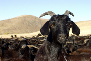 UE chce zwiększyć produkcję owiec i kóz
