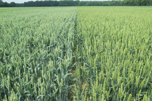 Wielkość i jakość plonu odmian pszenicy populacyjnej i mieszańcowej