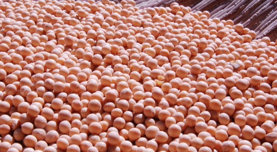 Światowe zbiory soi w sezonie 2016/2017 prognozowane są przez USDA na 330,4 mln ton; Fot. pixabay.com USDA: Wzrost prognozy światowej produkcji nasion oleistych