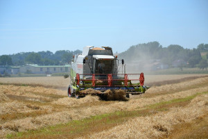 Rosja: Prognoza zbiorów zbóż podwyższona kolejny raz
