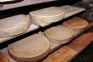 USDA: Rząd zamierza skupować ser od producentów