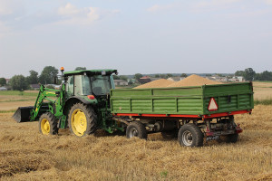 FAO: Wzrosła prognoza światowej produkcji zbóż