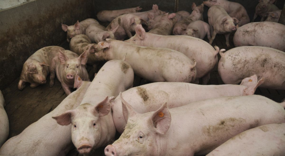 Rolnicy obawiają się przede wszystkim o to czy będą mogli sprzedać wyprodukowane tuczniki Fot. A. Królak Wśród producentów świń z Podlasia narasta niepokój