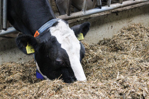 Zachowania pokarmowe krów mlecznych