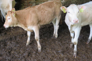 EFSA: Szczepienia są najlepszym sposobem walki z guzkowatą chorobą skóry bydła