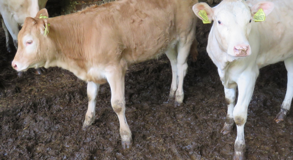 Zdaniem ekspertów z EFSA, szczepienia są najlepszym sposobem walki z guzkowatą chorobą skóry bydła Fot. Łukasz Głuchowski EFSA: Szczepienia są najlepszym sposobem walki z guzkowatą chorobą skóry bydła