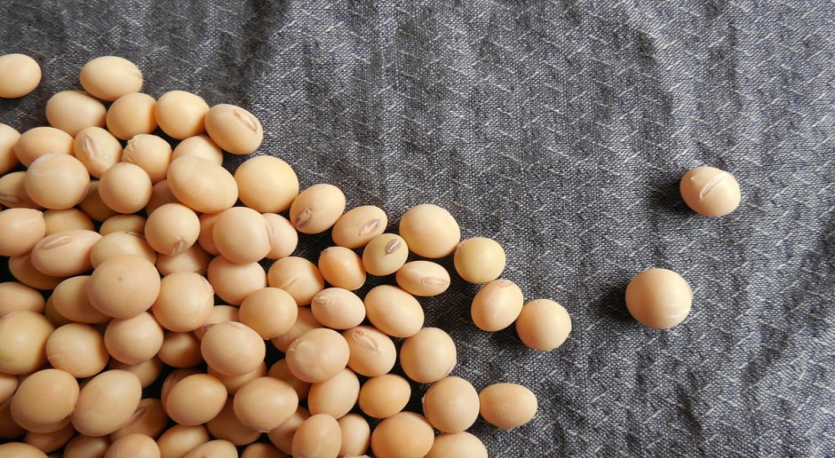 Światowa produkcja nasion soi w najnowszej prognozie IGC określona została na 325 mln ton, czyli o 4 mln ton więcej niż w lipcu br.; Fot. pixabay IGC: Wzrost prognozy światowej produkcji nasion soi