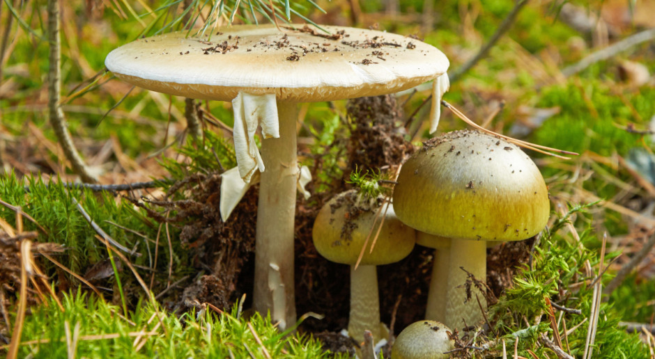 Fot.Shutterstock.com Poznań: Dwie śmiertelne ofiary zatrucia grzybami