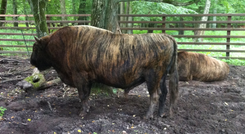 Na zdjęciu żubronie w rezerwacie w Białowieży (są krzyżówką żubra i krowy), żubrobizon Brutus to hybryda trójrodzajowa - ojcem Brutusa jest bizon amerykański, matką - żubrońka, fot. A. Królak Brutus – dożywotni rezydent stacji badawczej w Popielnie