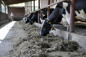 MRiRW przygotowuje przepisy dot. wdrożenia unijnego pakietu pomocy dla mleczarzy