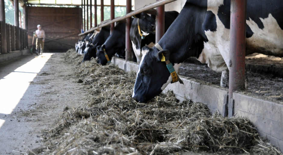 Unijna pomoc dla producentów mleka - to 500 mln euro, z tego 150 mln euro dostaną producenci mleka za ograniczenie produkcji mleka, jest to kwota dla wszystkich krajów UE, fot. A. Królak MRiRW przygotowuje przepisy dot. wdrożenia unijnego pakietu pomocy dla mleczarzy