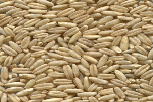 Giełdy krajowe – zmalało zainteresowanie zakupem zbóż