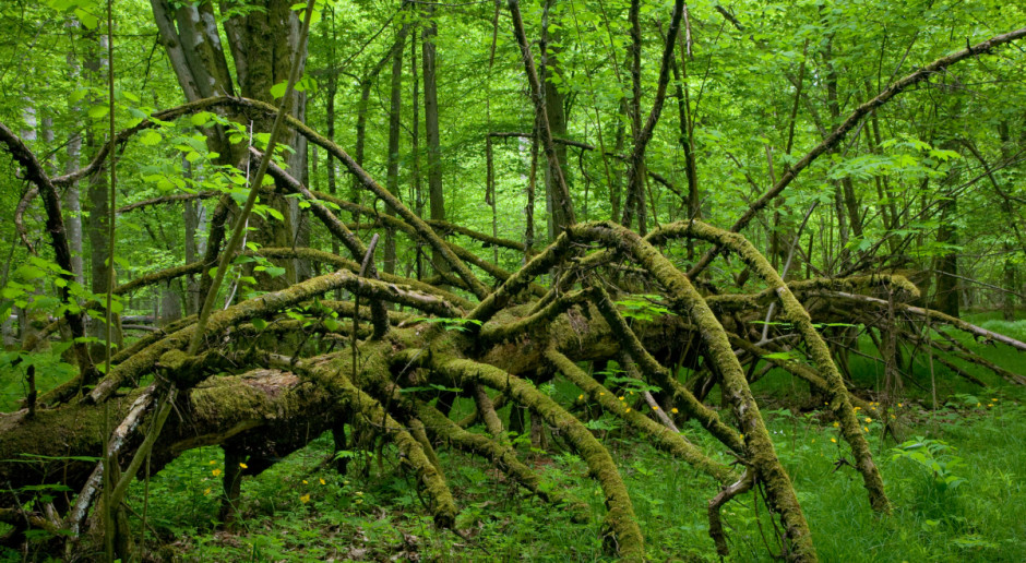 Fot. Shutterstock Minister Szyszko otworzył wystawę o Puszczy Białowieskiej