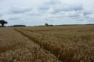 KE: Najnowsza prognoza plonów zbóż