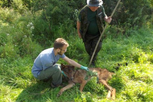 Uratowany przez leśników wilk odzyskał już wolność