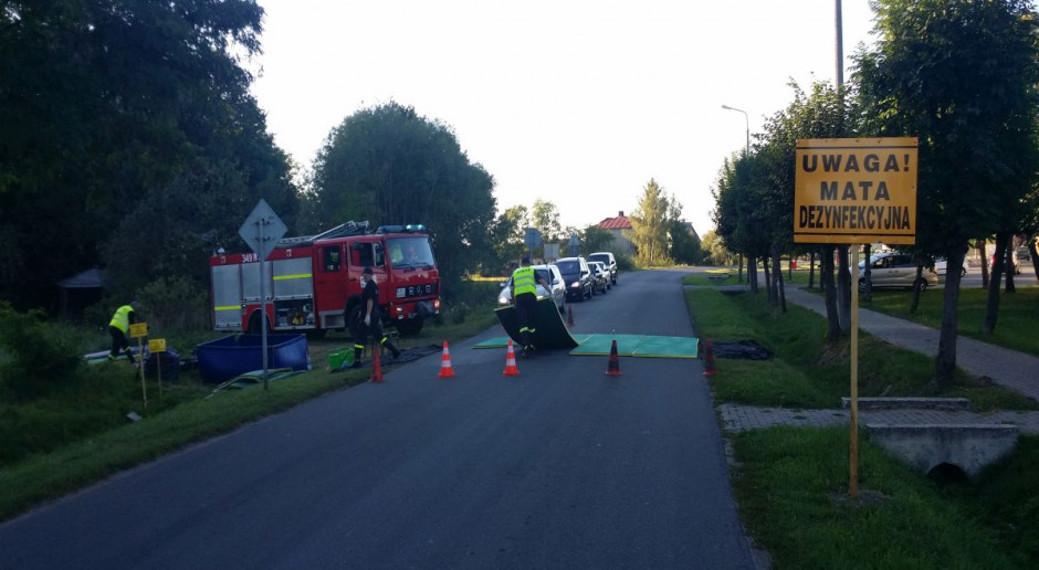 Rolnicy z terenów z ASF nie będą mieli problemu ze zbyciem świń po cenach rynkowych; fot. Karol Hołownia Problem rolników i przemysłu po wystąpieniu ASF bliski rozwiązania?