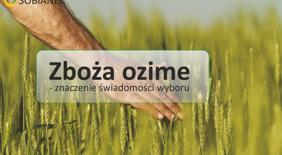 Zboża ozime - znaczenie świadomości wyboru