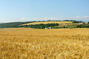 Hiszpańscy producenci zbóż oceniają tegoroczną kampanię 