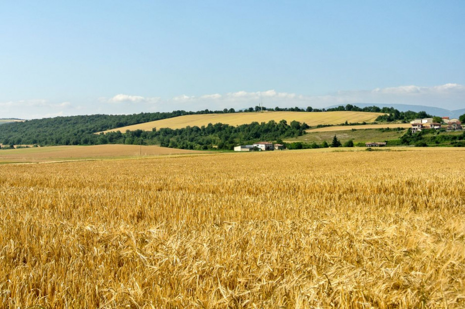 Szacowania Międzynarodowej Rady Zbożowej wskazują, że całkowita produkcja zbóż w Hiszpanii w wyniesie ponad 22 milionów ton, fot. Shutterstock