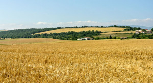Hiszpańscy producenci zbóż oceniają tegoroczną kampanię 