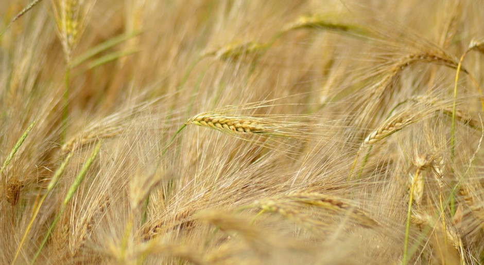 Podano projekt stawek dopłat do nasion; fot. pixabay Są stawki dopłat do materiału siewnego