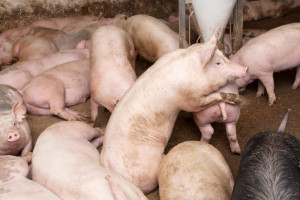 UE: Sytuacja na rynku świń rzeźnych