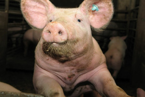 Kiedy nie będzie nierejestrowanych hodowli świń?