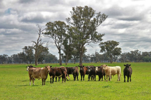Australia: 14 proc. ziemi rolniczej w obcych rękach