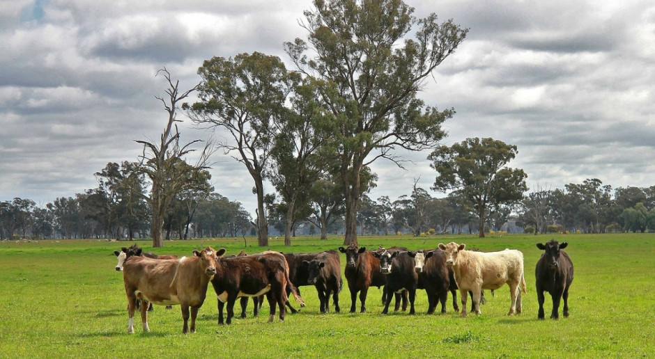 Australia: 52,1 mln ha ziemi rolniczej jest w obcych rękach; Fot.pixabay.com Australia: 14 proc. ziemi rolniczej w obcych rękach