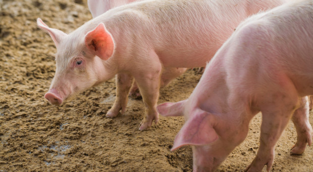 Eurostat: Populacja świń w UE wzrosła prawie o 3 miliony zwierząt