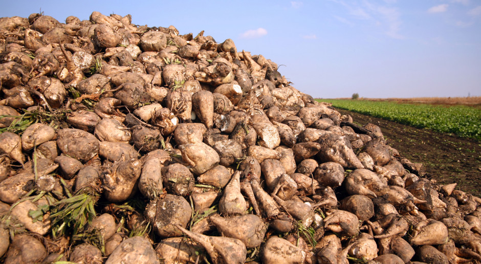 Jak oceniają eksperci wegetacja buraków cukrowych przebiegała w korzystnych warunkach pogodowych; Fot. Shutterstock Rozpoczęta kampania cukrownicza powinna przynieść dobre plony