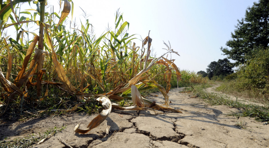 Fot. Shutterstock Ardanowski: Suszą dotkniętych będzie ok. 2 mln ha upraw