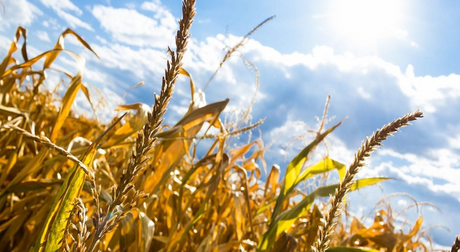 Możliwa jest pomoc do 400 zł na ha dotknięty klęską; fot. pixabay Możliwe do 400 zł na ha dotknięty klęską