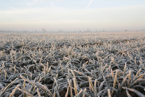 Miniona zima zweryfikowała zimotrwałość zbóż