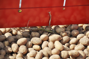 Desykacja ziemniaka – ważny element agrotechniki