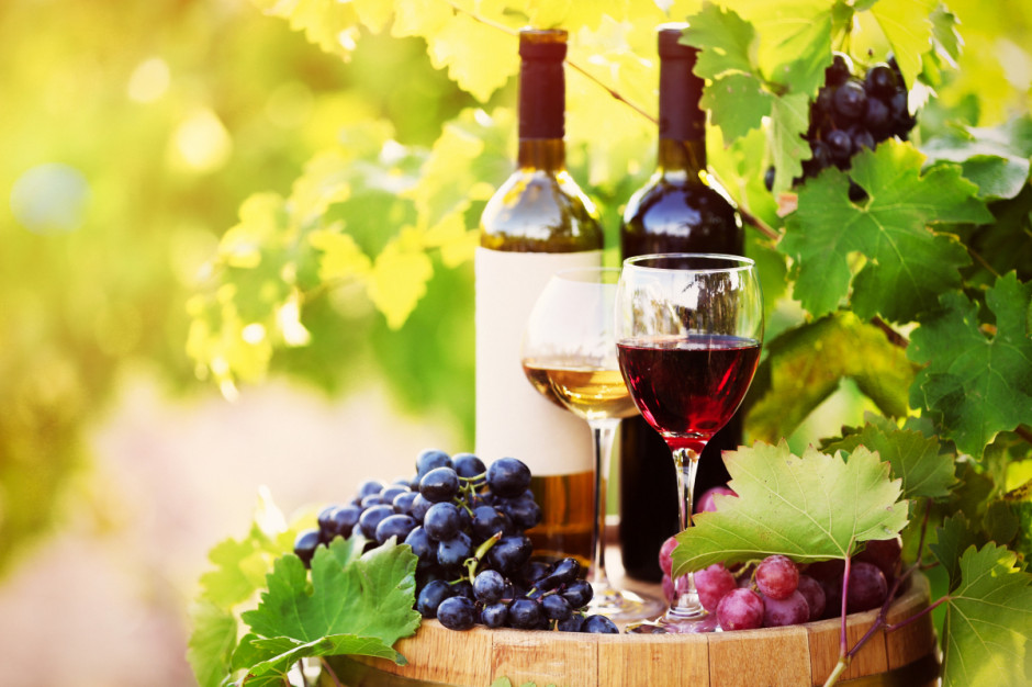 O tym, kiedy winiarze rozpoczynają zbiory danej odmiany decyduje wiele czynników, m.in. dojrzałość owoców, zawartość cukru, kwasowość, zdrowotność i pogoda; Fot. Shutterstock