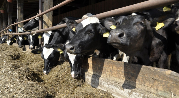 Jaka pomoc dla ograniczających produkcję mleka?