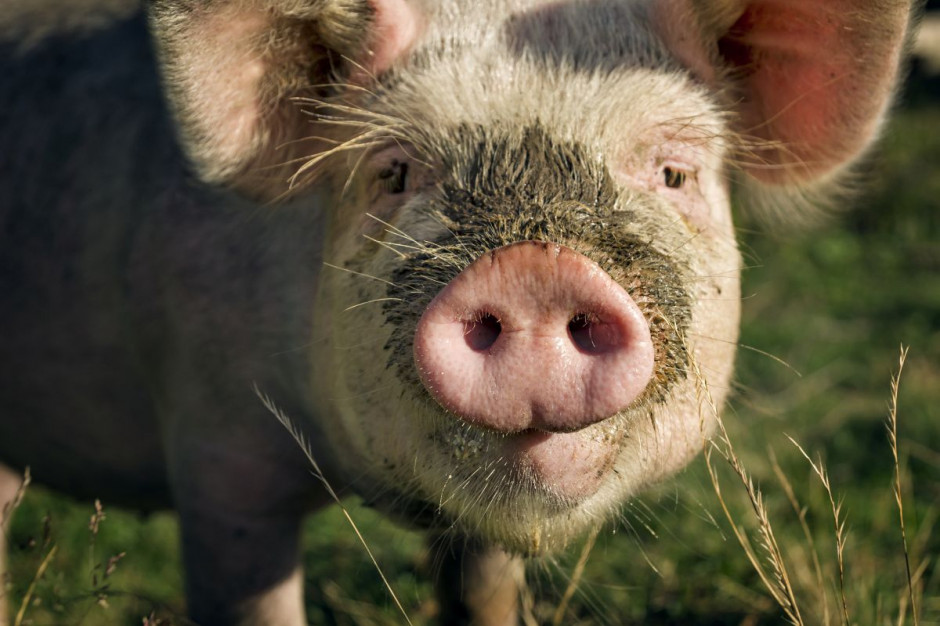 Świnie, w odróżnieniu od raczej milczących krów, kóz czy owiec, wydają wiele zróżnicowanych odgłosów, fot. Shutterstock