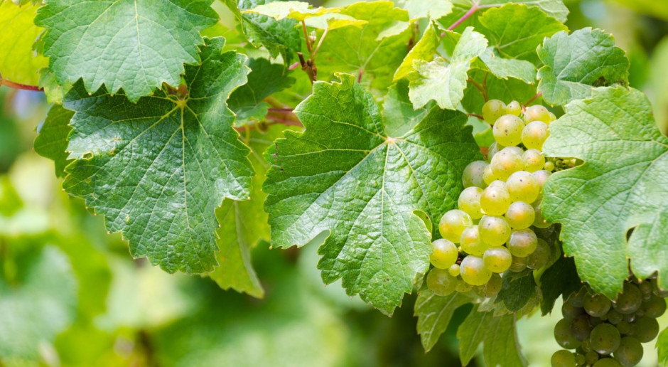 Fot. pixabay Zbiory winogron ożywiają hiszpańską turystykę