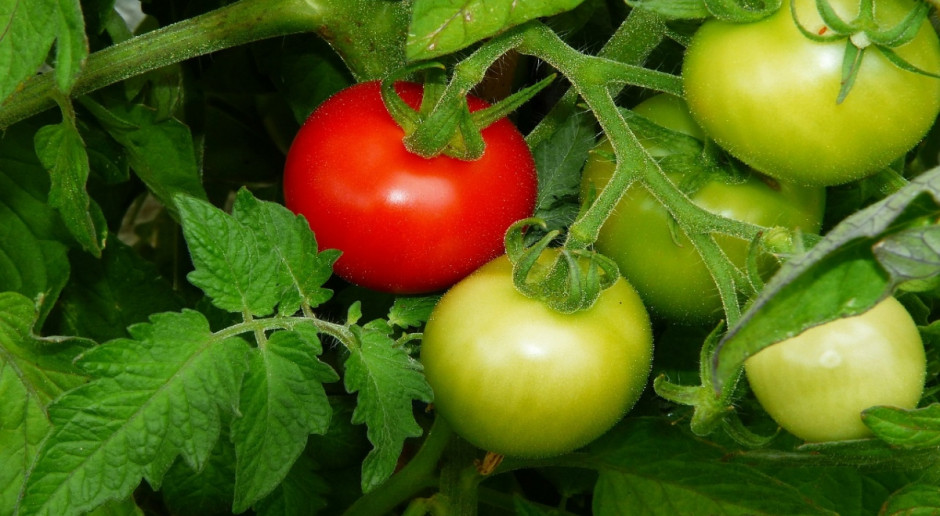 Do połowy września br. wyprodukowano w Rosji około 463 tys. ton warzyw szklarniowych (Fot. pixabay.com) Rosja: Wzrost produkcji warzyw szklarniowych