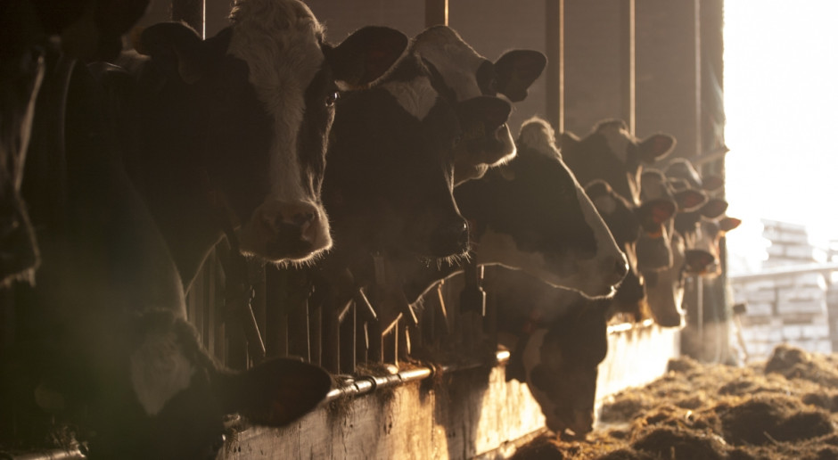 Druga w miesiącu (20 września) aukcja produktów mlecznych na platformie Global Dairy Trade (GDT) zakończyła się kolejnym-czwartym z rzędu- wzrostem indeksu, tym razem dość skromnie o 1,7 proc. do 913 pkt. Jednak przez ostatnie 2 miesiące zwyżka wyniosła aż 31,7 proc., ustanawiając najwyższą wartość indeksu od marca 2015 r. Drożeją przetwory mleczne i mleko w skupie