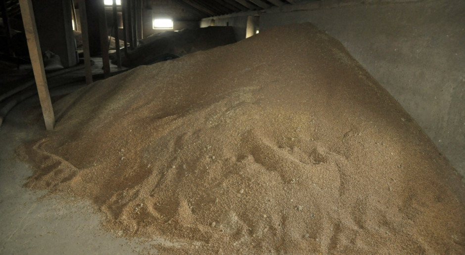 Ceny skupu pszenicy w sierpniu br. w porównaniu z poprzednim miesiącem, spadły do 59,54 zł/100 kg (dt), tj. o 3,8 proc., a w stosunku do sierpnia 2015 r. - o 7,8 proc. , fot. A. Królak GUS: W sierpniu - tańsze zboże, droższe mięso i mleko