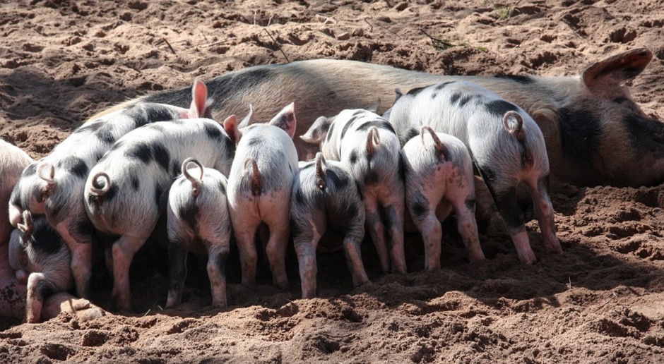 fot. pixabay Bioasekuracja na terenie całego kraju?