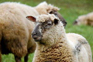 Udany sezon dla hodowców owiec; pogoda sprzyja wypasowi