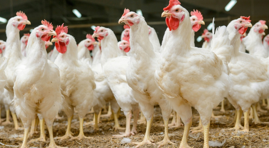 Głównymi zadaniami placówki będą m.in. dalsza budowa i zacieśnianie relacji między polskimi producentami a przedsiębiorcami oraz instytucjami rządowymi w Chinach, a także gromadzenie i analiza danych rynkowych, fot. Shutterstock Branża drobiarska otworzyła przedstawicielstwo w Chinach