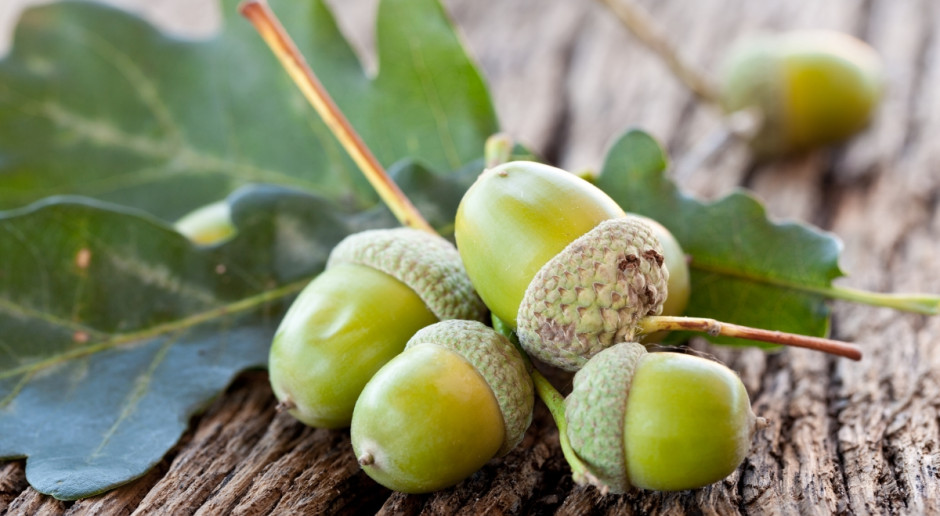 Fot. Shutterstock Podkarpackie: Zbiór nasion drzew i krzewów leśnych